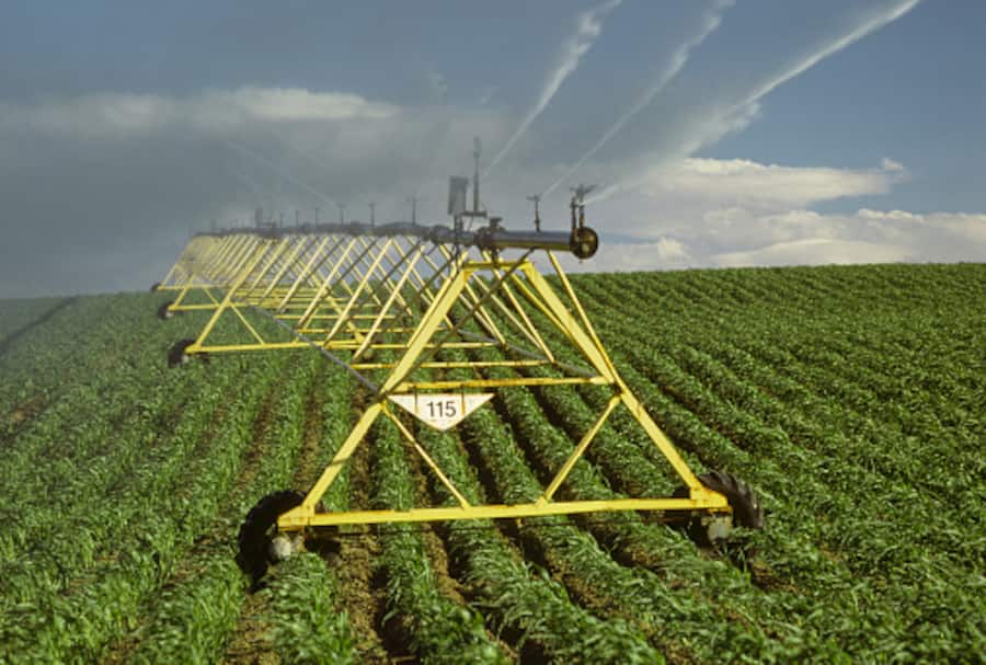 Circle-pivot irrigation system irrigating a corn field (Zea maize)