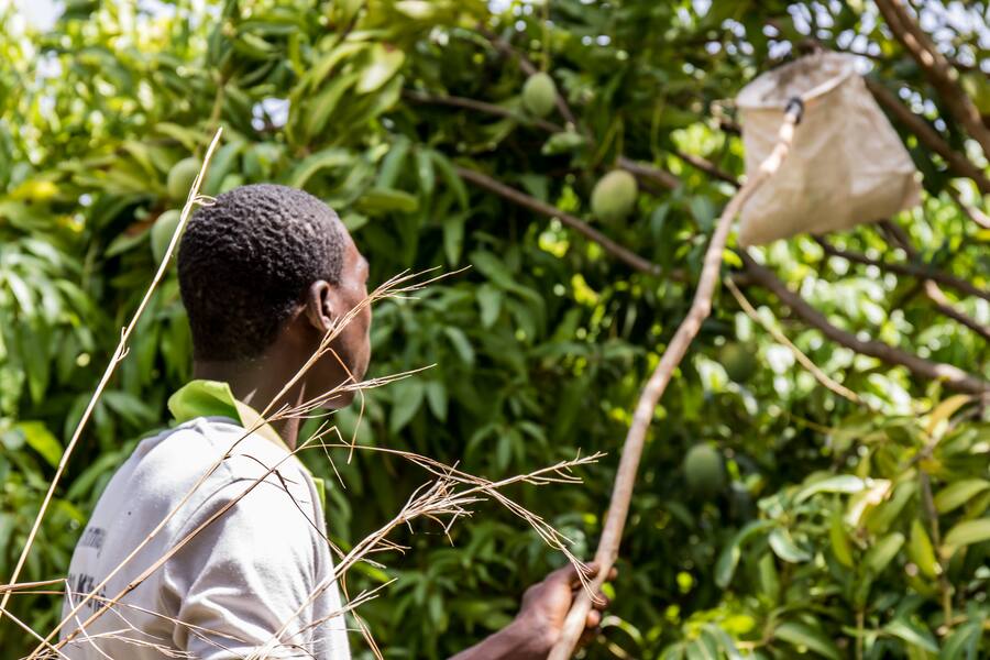Mangos werden gepflückt