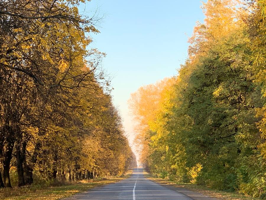 Eine typische Eichen-Allee in der Ukraine