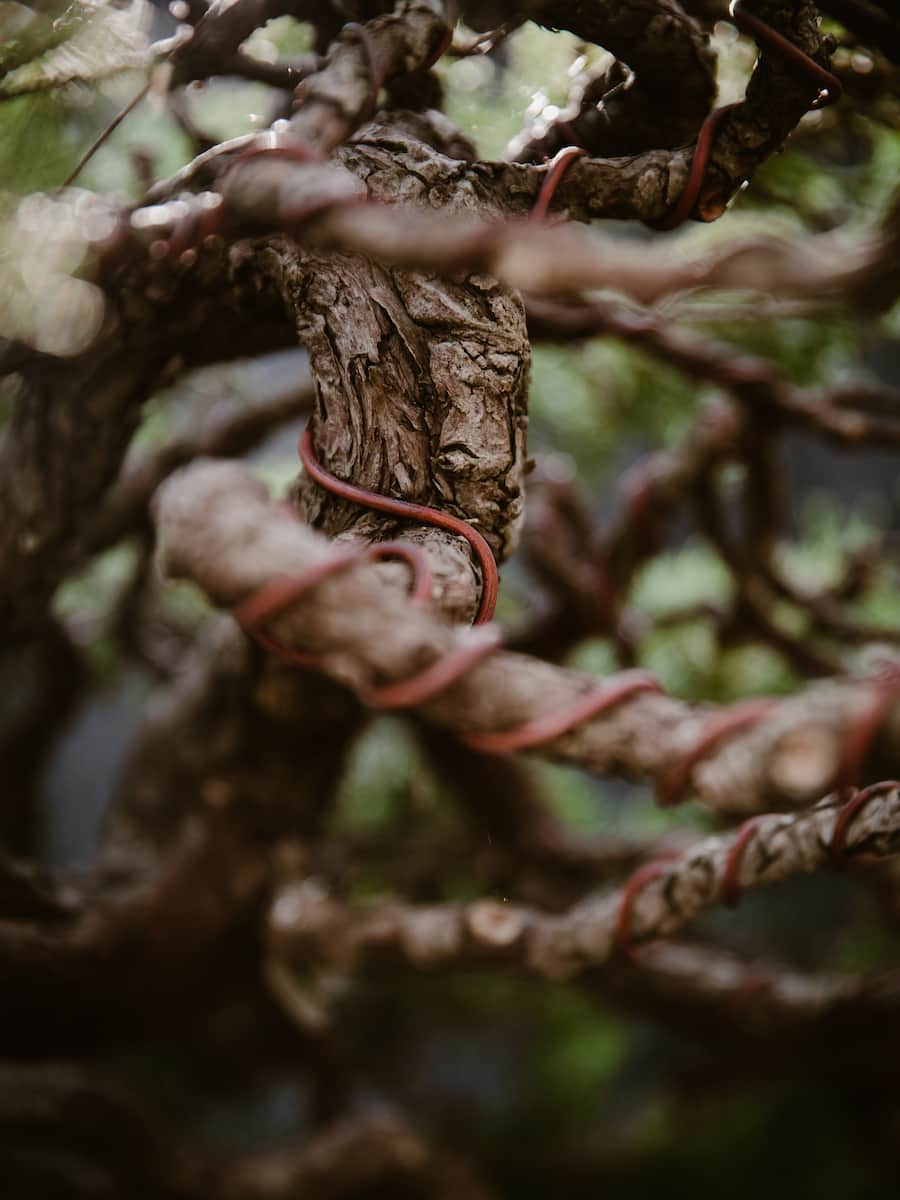 BONSAI & Porrtrait von Johannes Zulauf