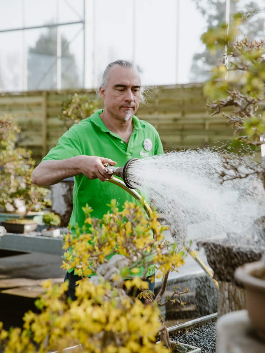BONSAI & Porrtrait von Johannes Zulauf