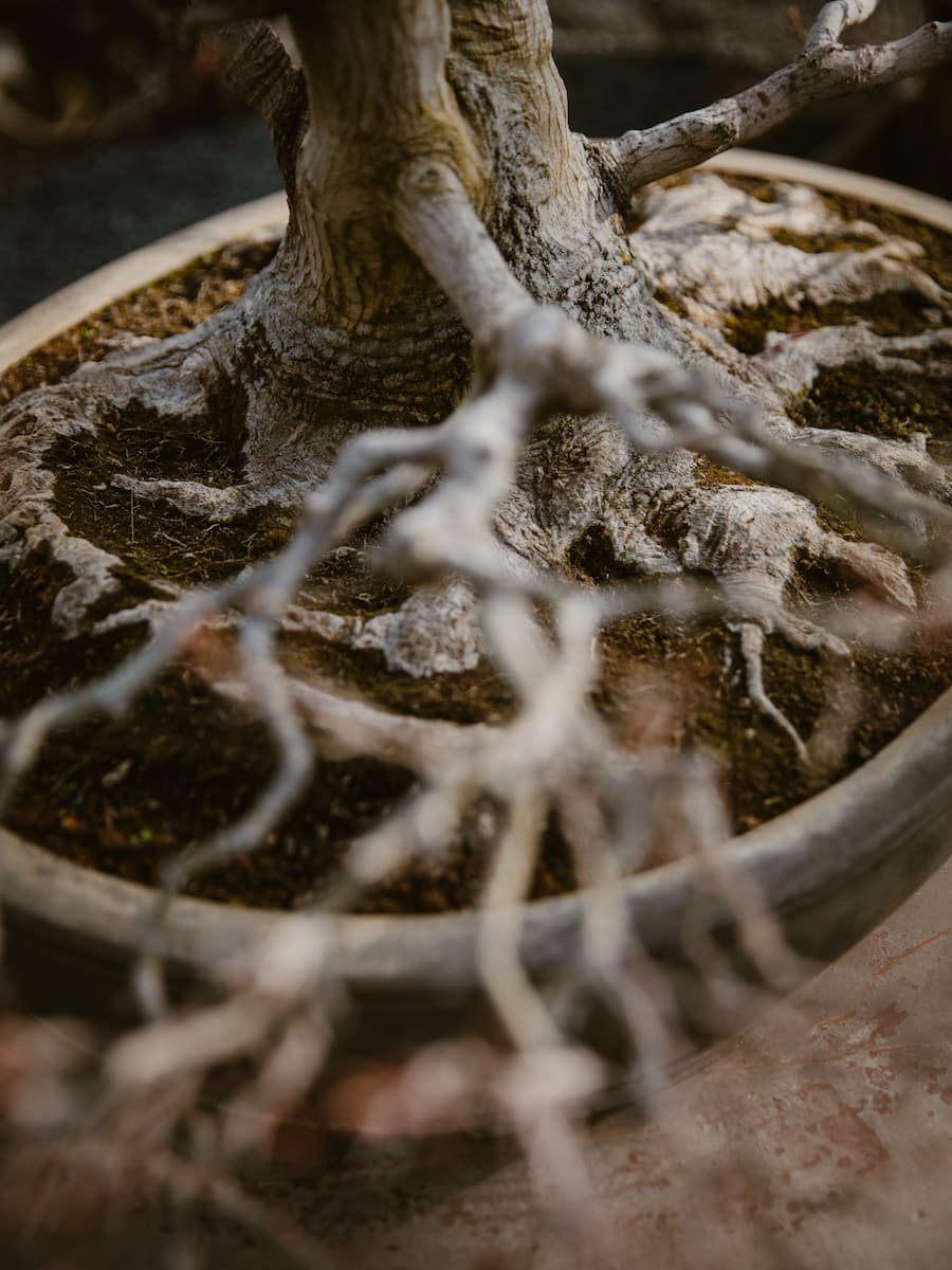 BONSAI & Porrtrait von Johannes Zulauf