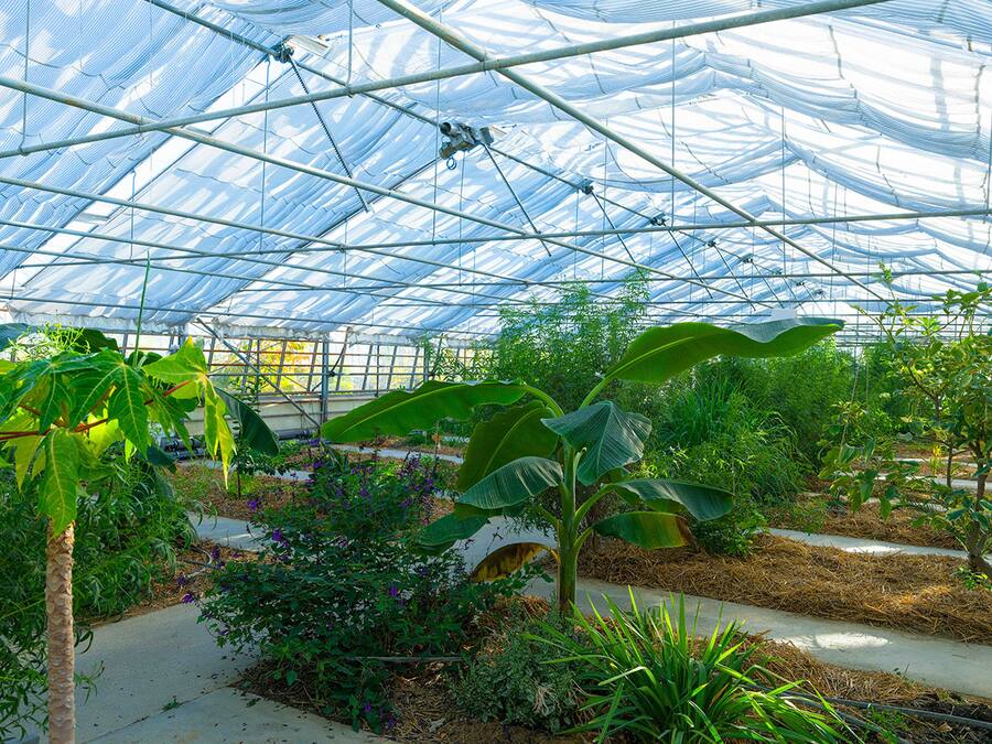 Innenbild Gewaechshaus