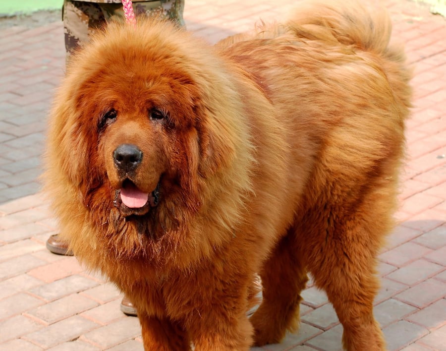 Einer der teuersten Hunde der Welt: Diese Tibetdogge kostete 1,1 Millionen Euro