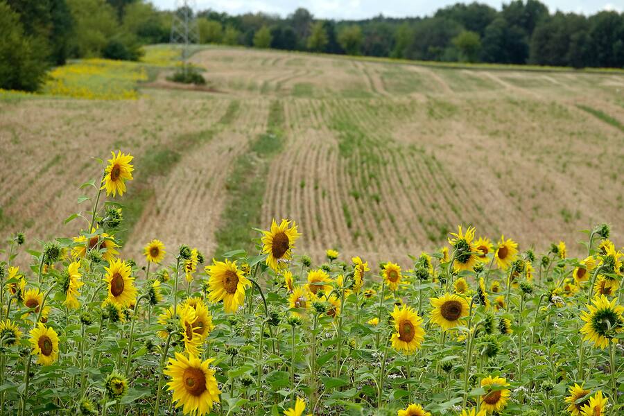 Blühflächen oder Nützlingsstreifen in Deutschland. Auch in der Schweiz wird die Methode immer mehr genutzt.