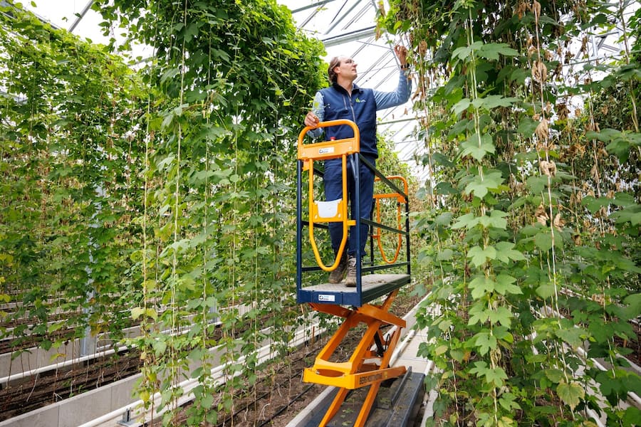 Hier wird an neuen Hopfensorten geforscht: Arbeitsgruppenleiter Sebastian Gresset im Hopfenforschungszentrum Hüll der Bayerischen Landesanstalt für Landwirtschaft.
