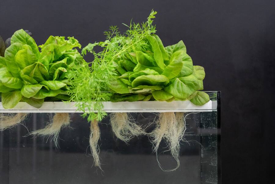 Solos verbindet Technologie und Nachhaltigkeit, um die Lebensmittelproduktion zu revolutionieren.