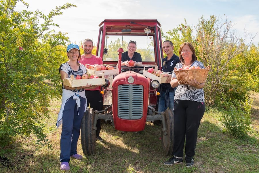 Frucht für Frucht: Das Retter-Team bringt die Ernte ein.