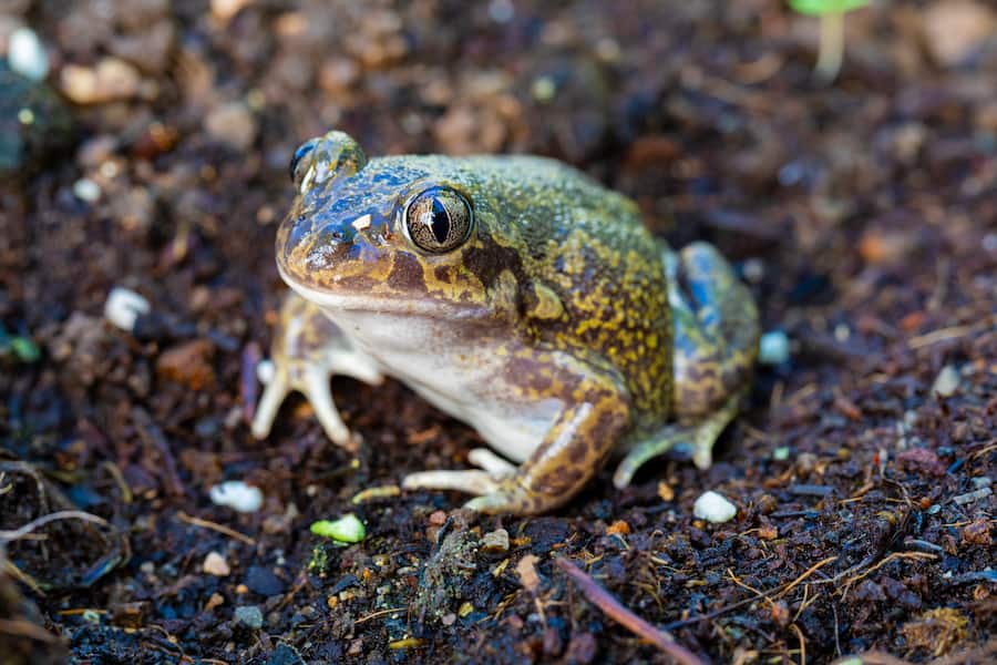 Geburtshelferkröte, auch bekannt als Glögglifrosch
