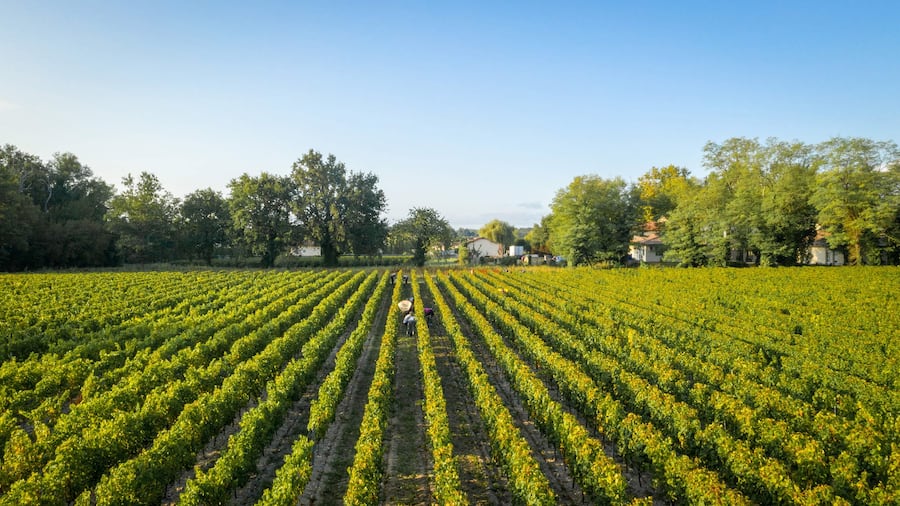 Die Reben von Château du Retout.