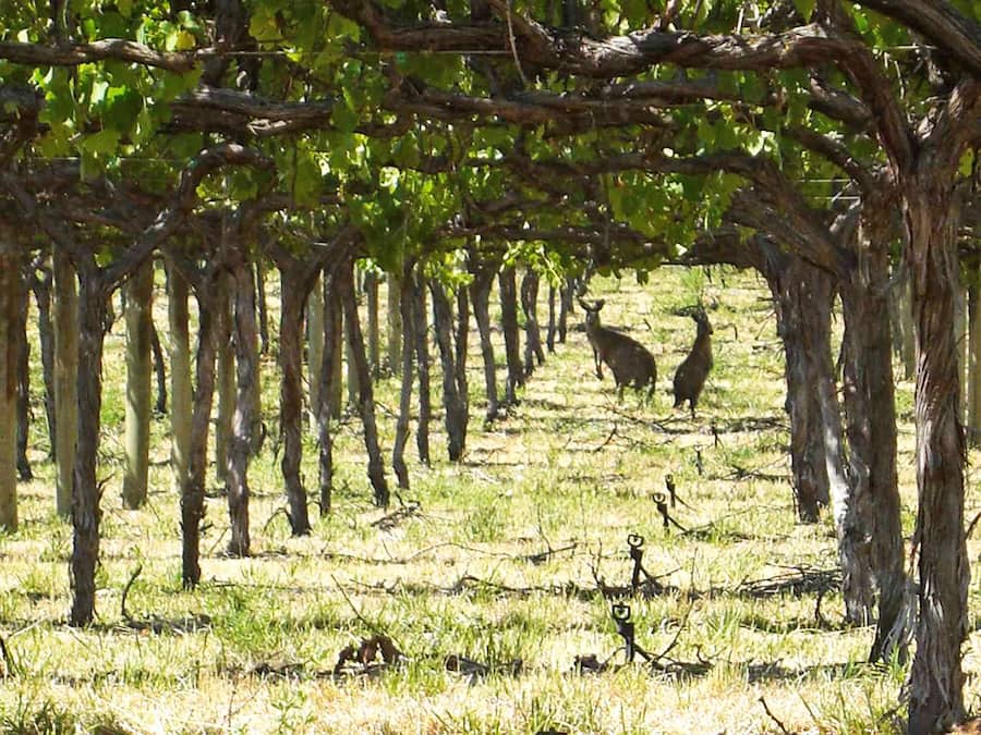 Nicht alle in diesem Weinberg denken ans Keltern.