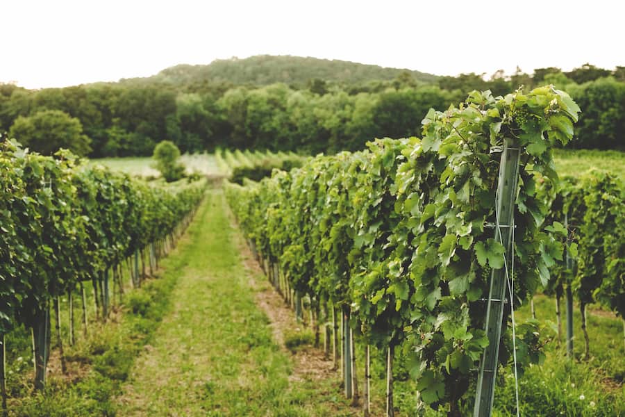 Weingut Scheiblhofer Burgenland