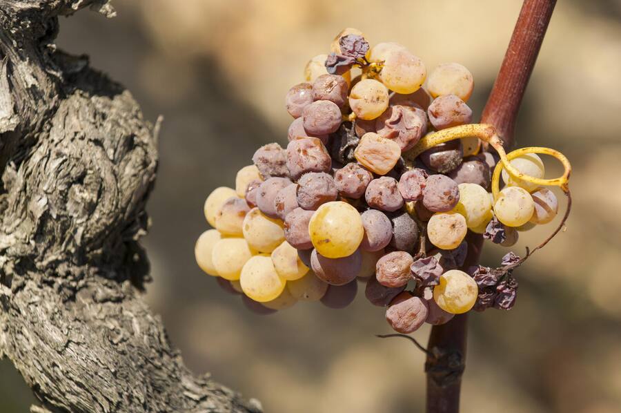 Noble rot of a wine grape, grapes with mold, Botrytis, Sauternes, France Shutterstock