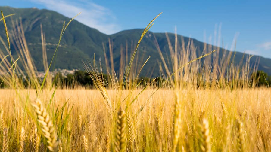 Energie, Getreide und vieles mehr: Die Schweiz verbraucht in einem Jahr die Ressourcen von fast drei Erden.