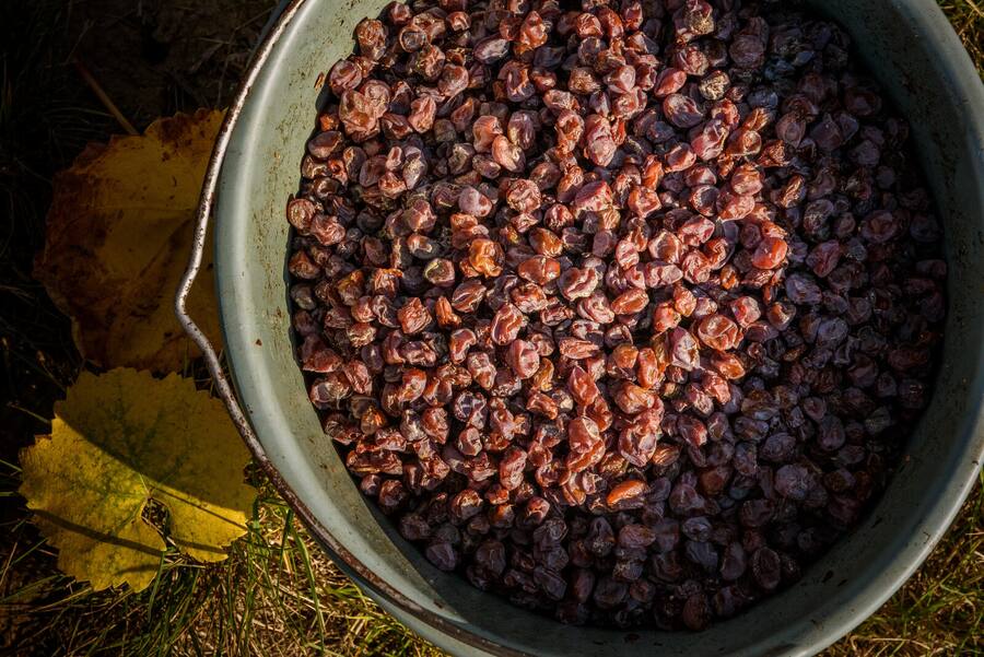 Botrytised aszú grapes in a picking bucket during autumn harvest in Tokaj, Hungary Shutterstock