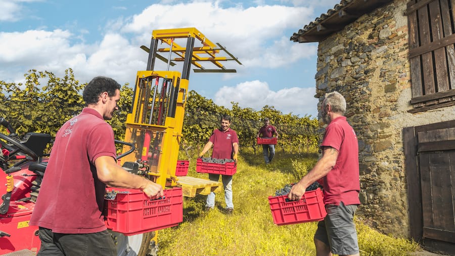 Das Tamborini-Team bei der Traubenlese.