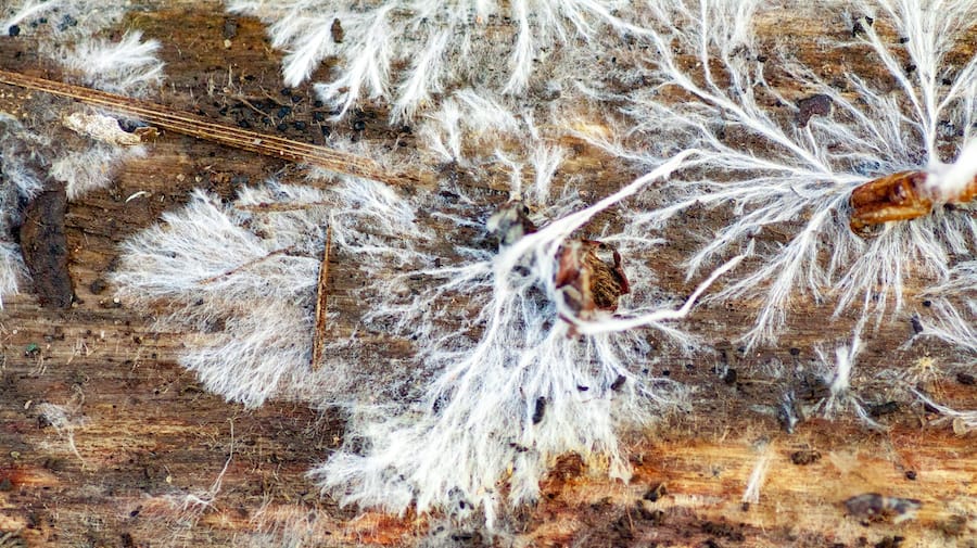 Wachsen und zerfallen: Myzel-Zellen von Pilzen